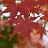 永観紅葉