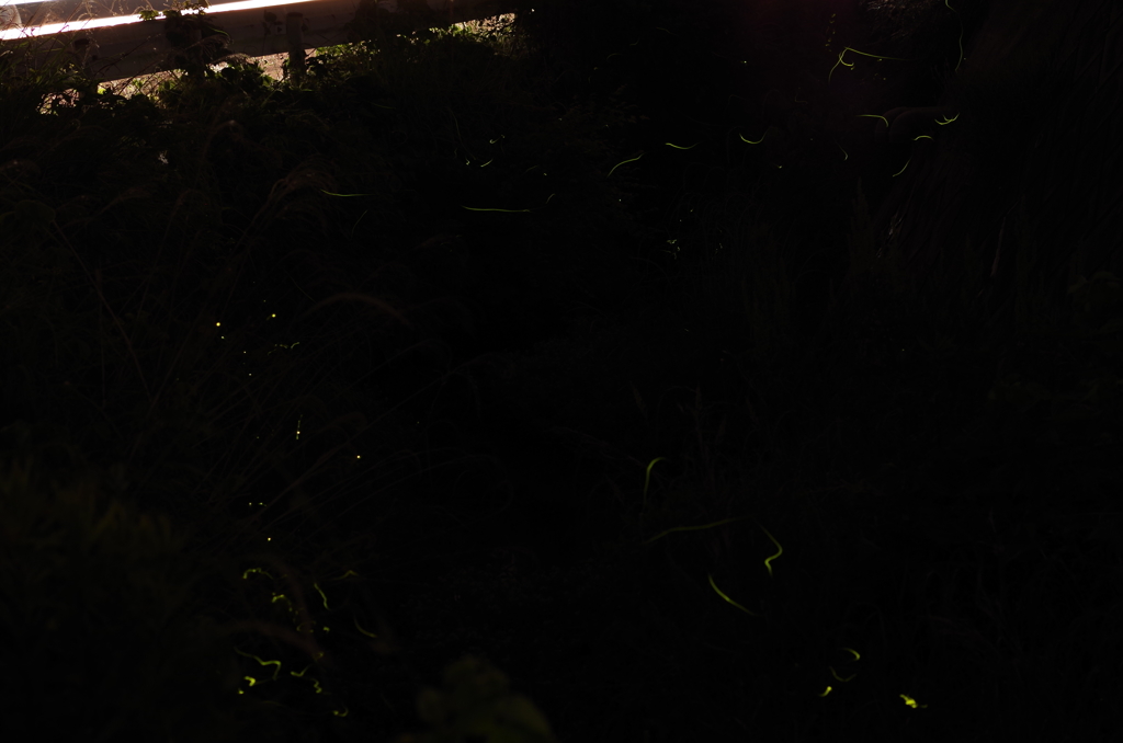 住宅地のホタル