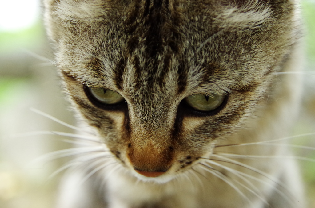 猫の額ほどの…