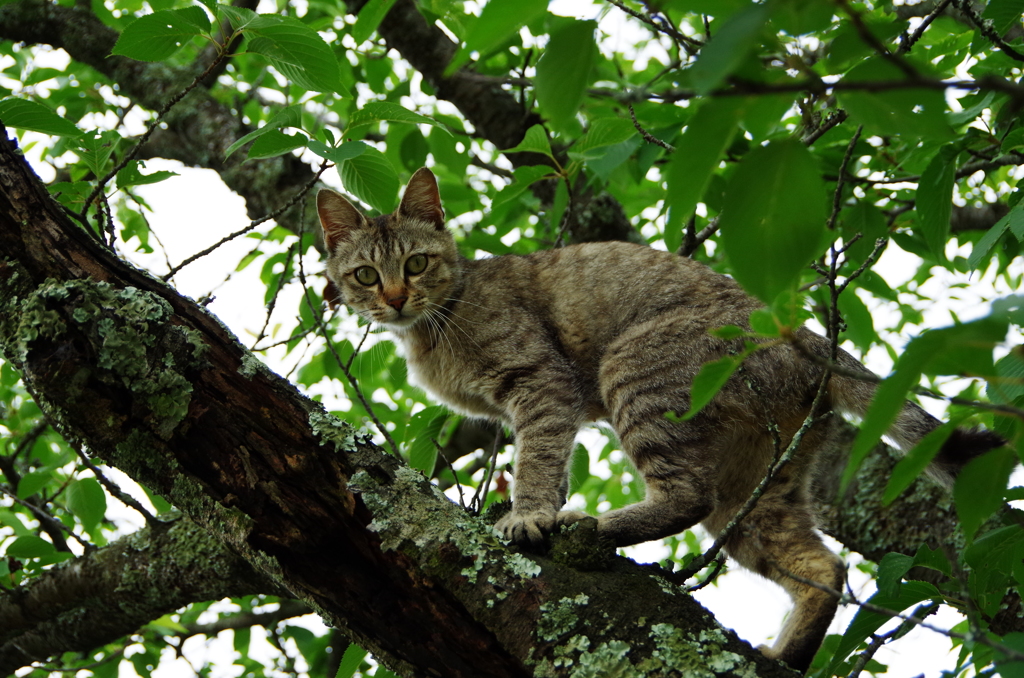 木登り猫