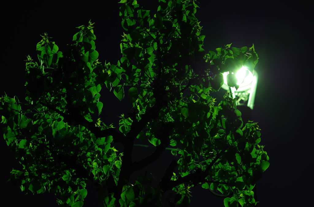 上塗りされる緑