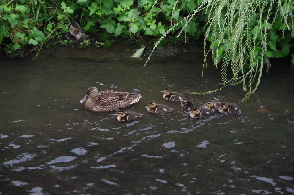 今日のカモ親子
