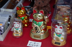 太陽猫