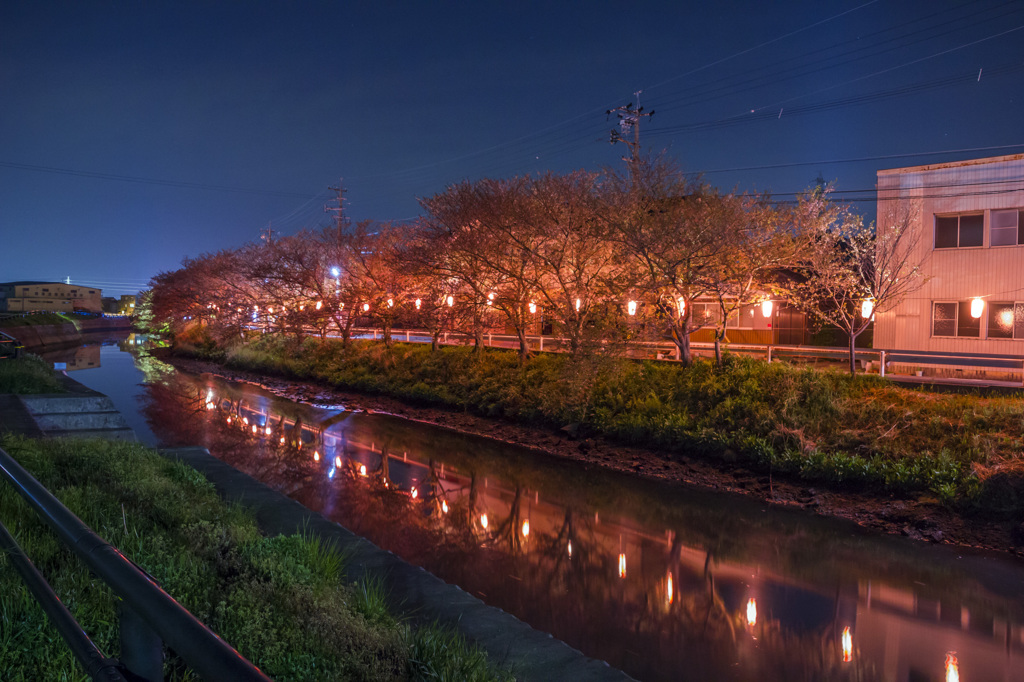 川沿いの夜桜