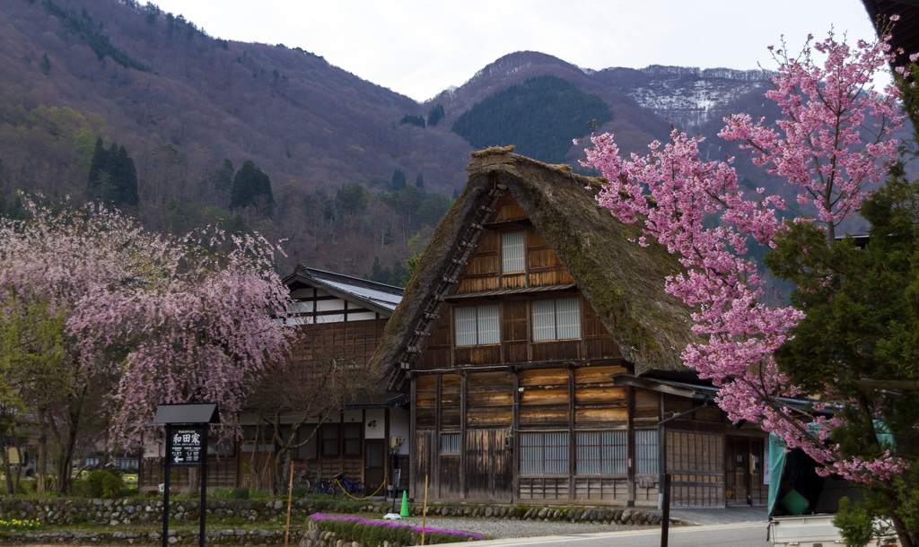 白川郷・合掌造り家屋と桜の花