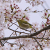 桜とメジロ