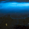 夜光虫 (Noctiluca scintillans)