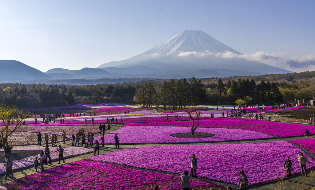 富士芝桜まつり2013