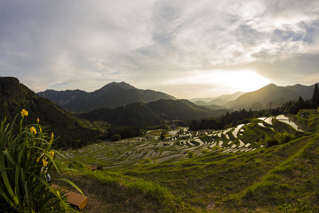 夕暮れの丸山千枚田