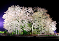 老木　渾身の力