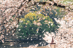 桜吹雪