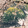 桜吹雪
