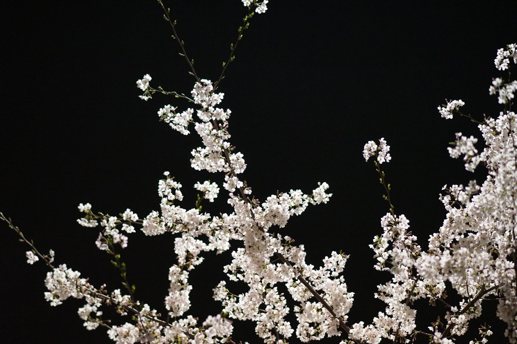 光る桜