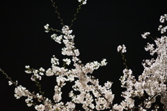 光る桜