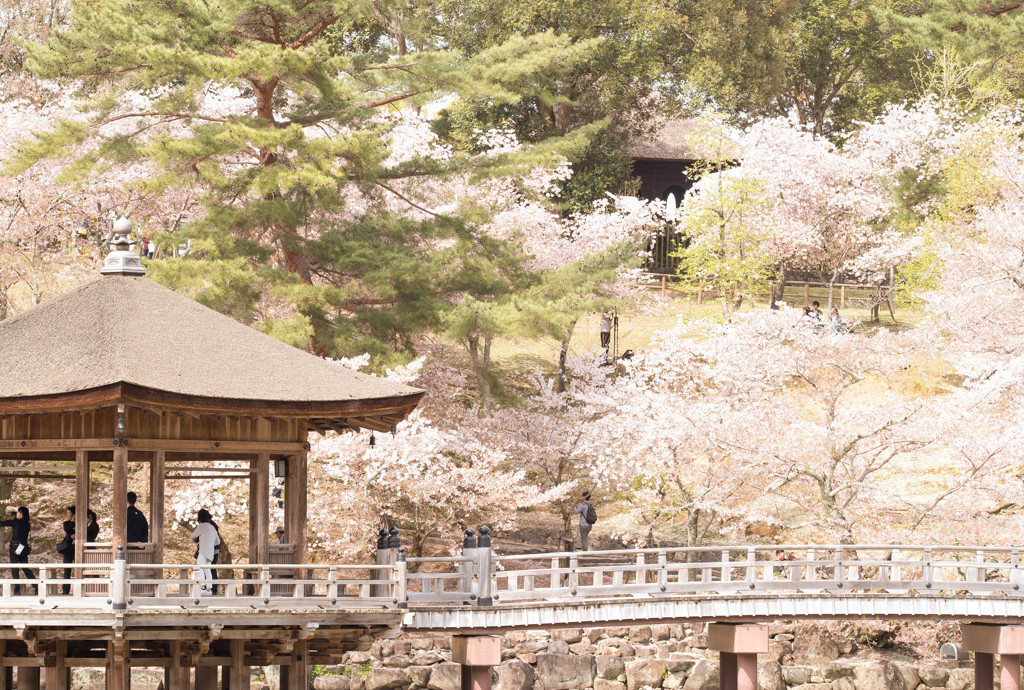 浮見堂と桜