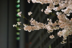 都会の桜
