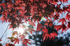 春なのに紅葉