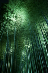 竹林