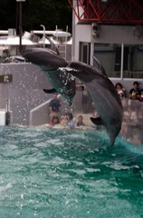 しながわ水族館05