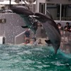 しながわ水族館05
