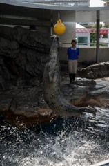 しながわ水族館13