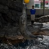 しながわ水族館13