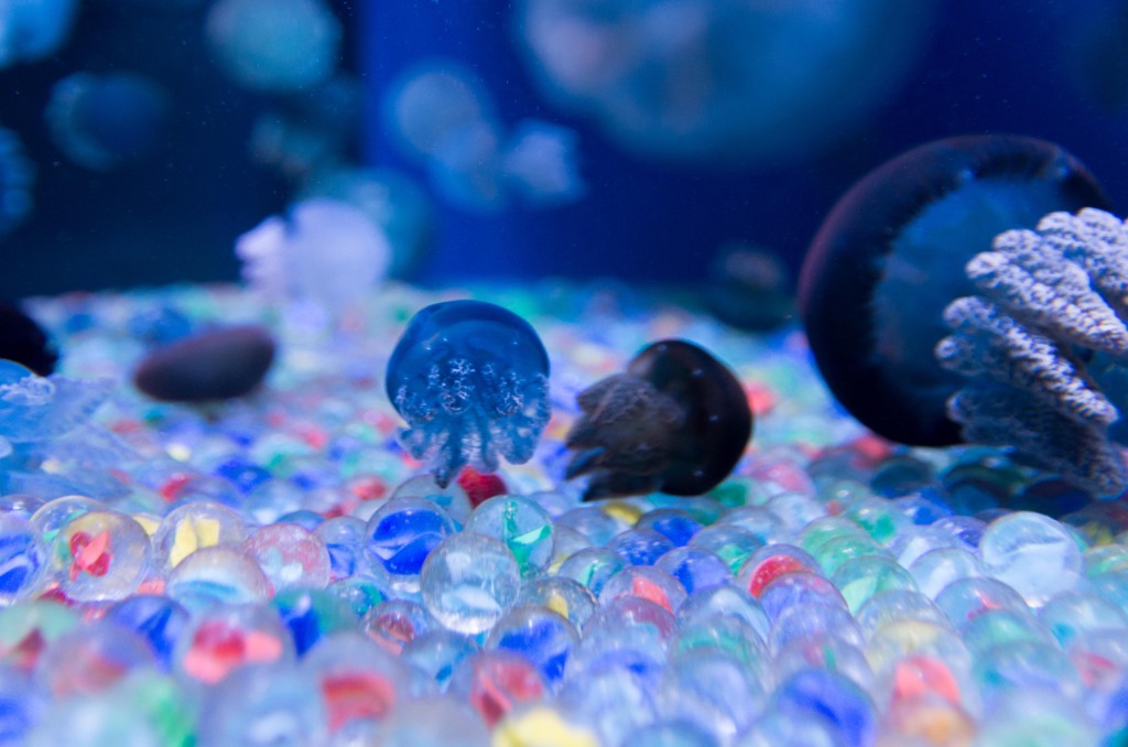 しながわ水族館07