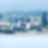湖畔を飛ぶトンボ