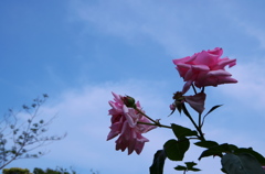 鎌倉文学館の薔薇園３