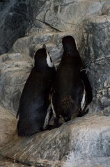 しながわ水族館12