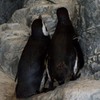 しながわ水族館12