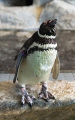 しながわ水族館11