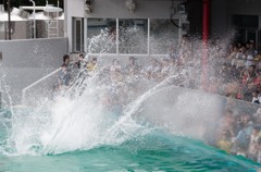 しながわ水族館04