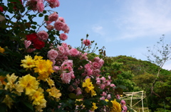 鎌倉文学館の薔薇園２