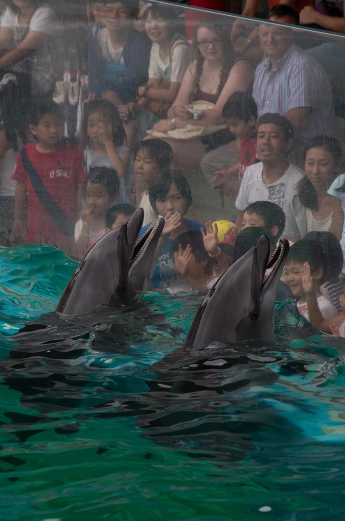 しながわ水族館03