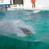 しながわ水族館02