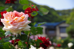 鎌倉文学館の薔薇園