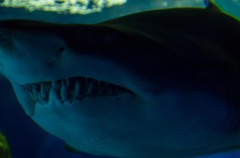 しながわ水族館10