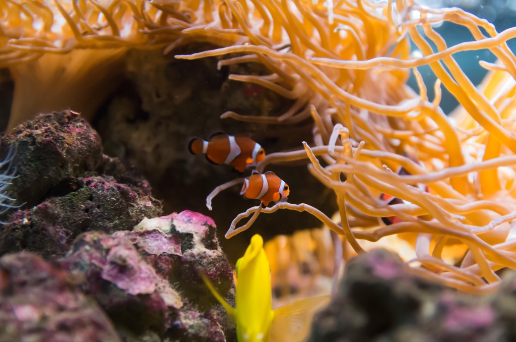 しながわ水族館08