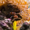 しながわ水族館08
