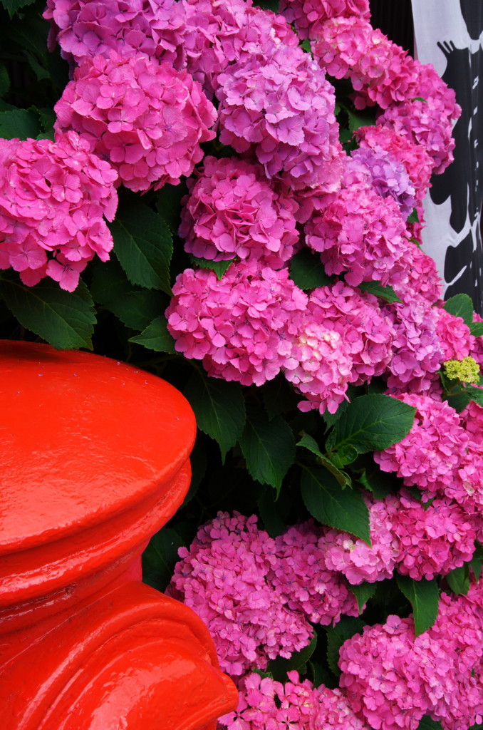 ポストと紫陽花