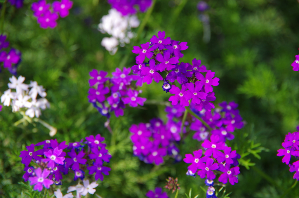 小さな花