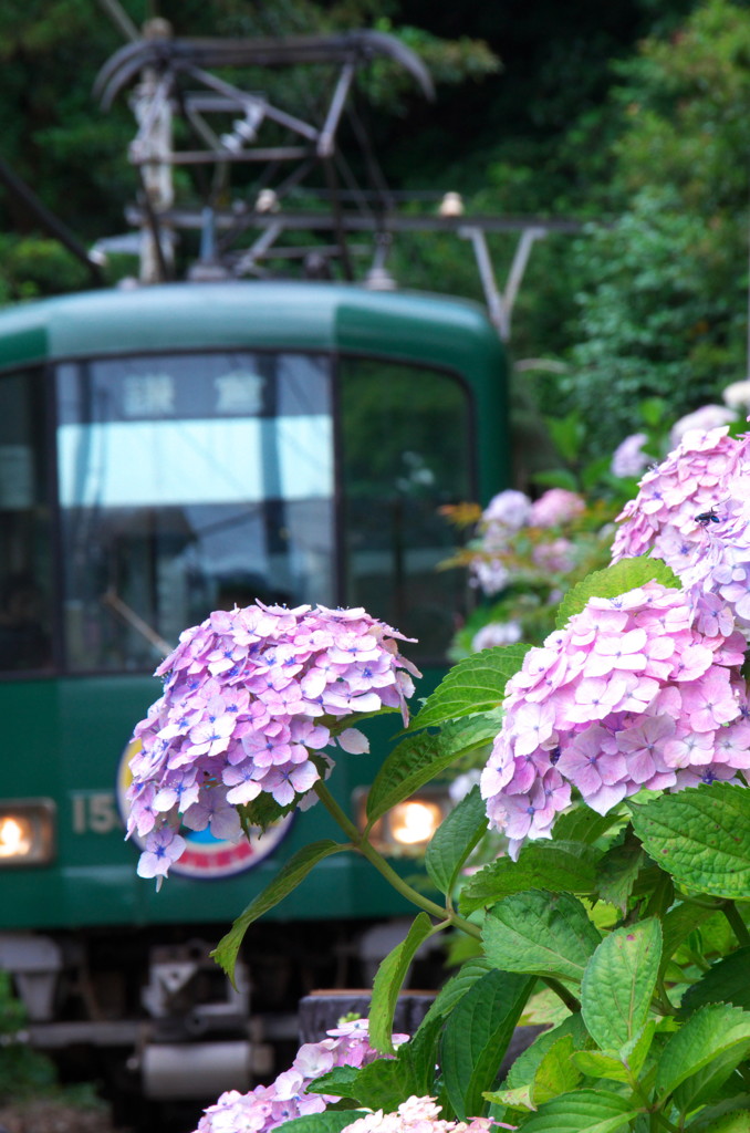 江ノ電と紫陽花