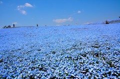蒼の丘