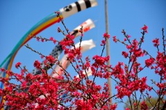 梅と鯉