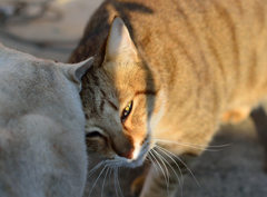 猫には猫の・・