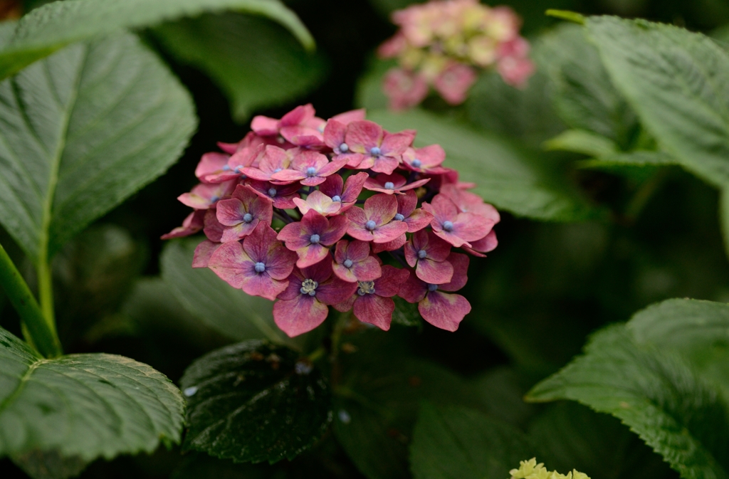 うすい赤の紫陽花