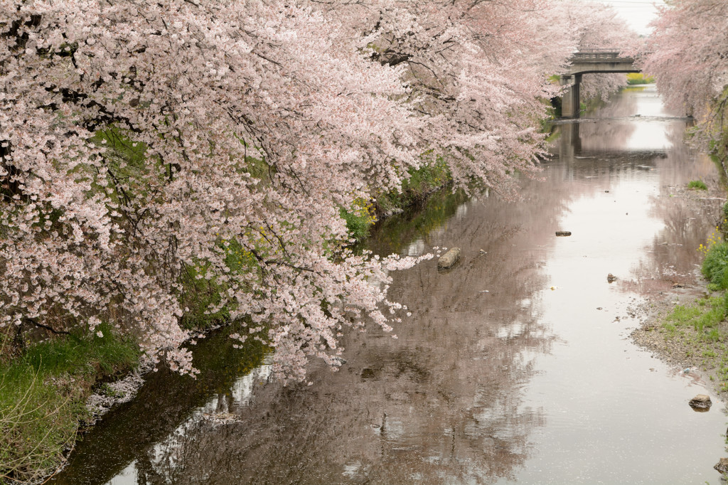 さくら川