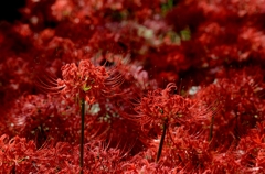 赤い中のふたつの花