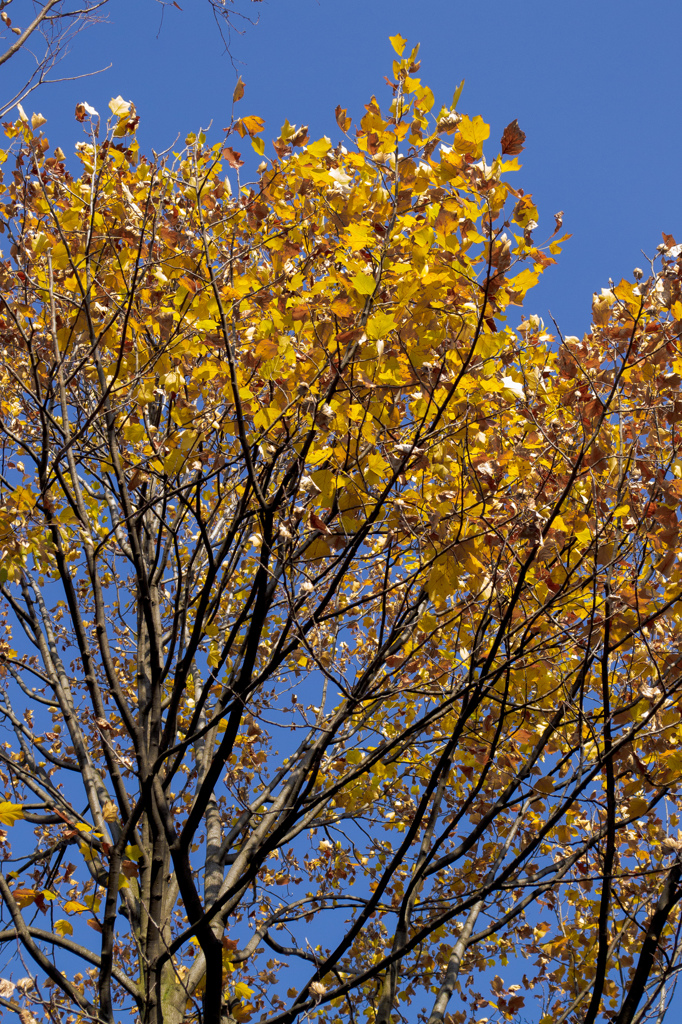 空と葉の黄色